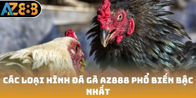 Các loại hình đá gà AZ888 phổ biến bậc nhất