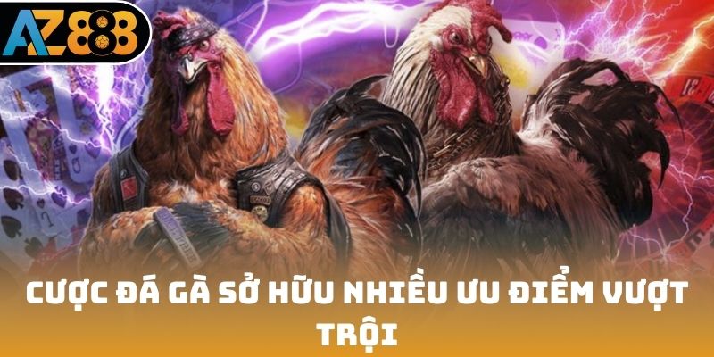 Cược đá gà sở hữu nhiều ưu điểm vượt trội